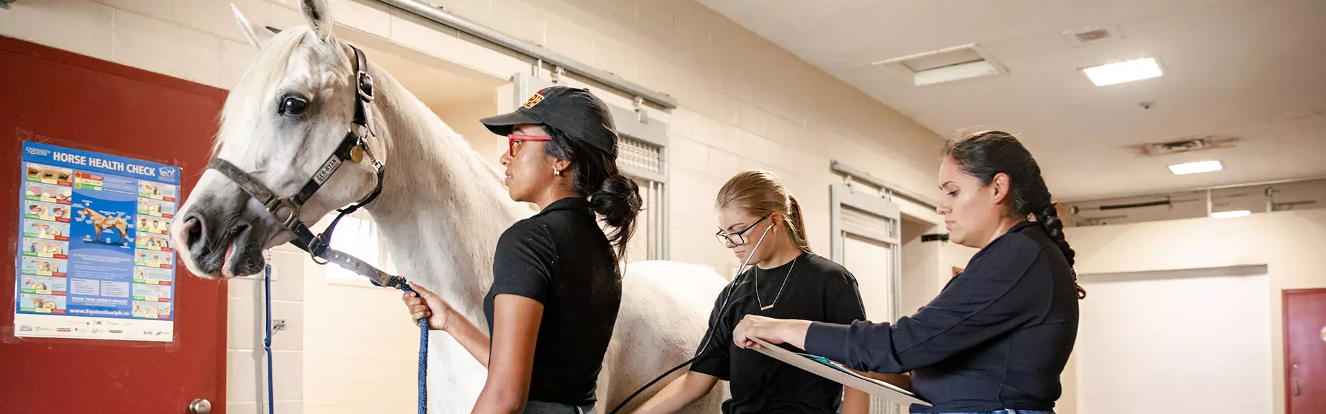 Applied Equine Management BSc (Hons)